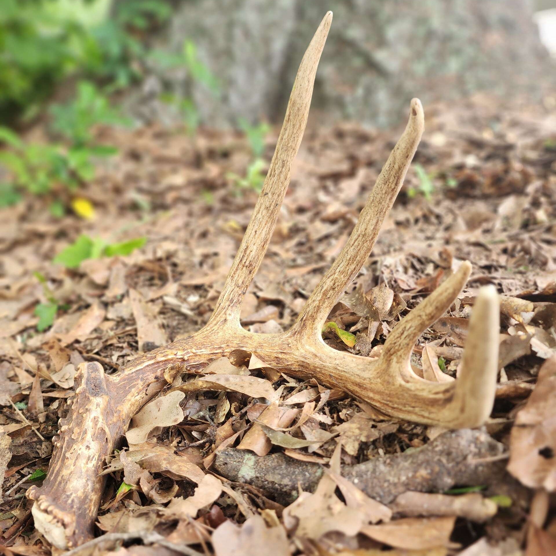 Whitetail deer showing healthy antler growth supported by proper Vitamin A nutrition